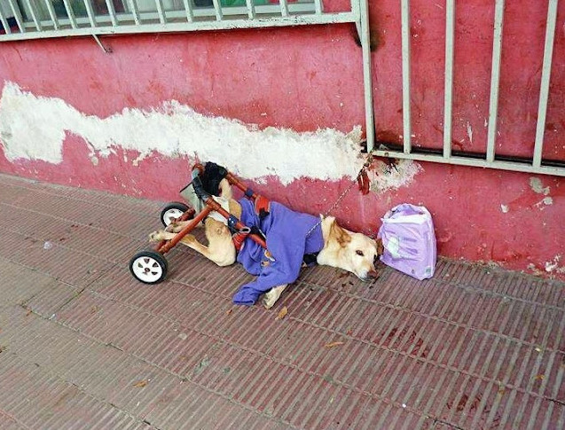 From Abandonment to Love: Lunetta’s Inspiring Journey