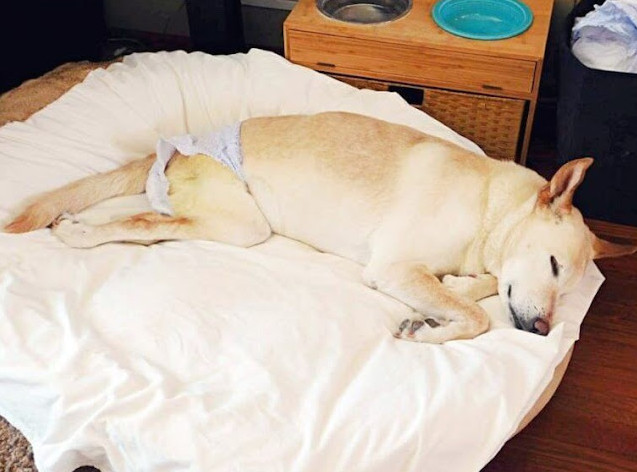 From Abandonment to Love: Lunetta’s Inspiring Journey