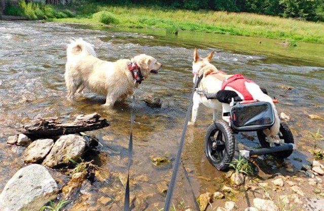 From Abandonment to Love: Lunetta’s Inspiring Journey